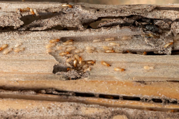 Best Pest Prevention Services  in Seaside, OR